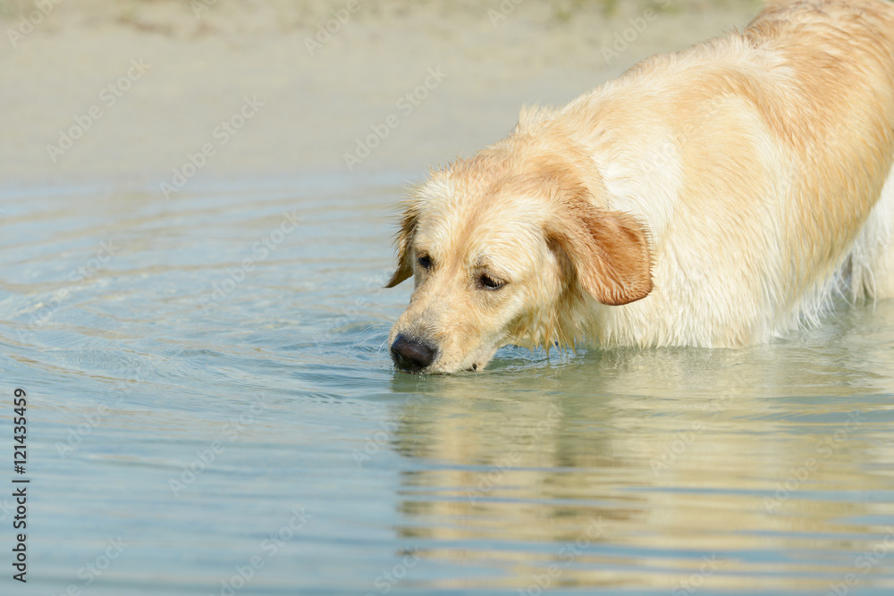 dog standing and drinking in the  lake