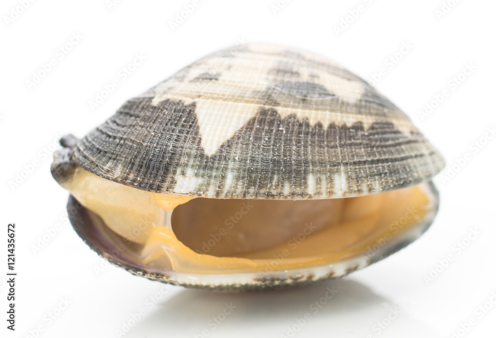 Fototapeta premium live clams isolated on white
