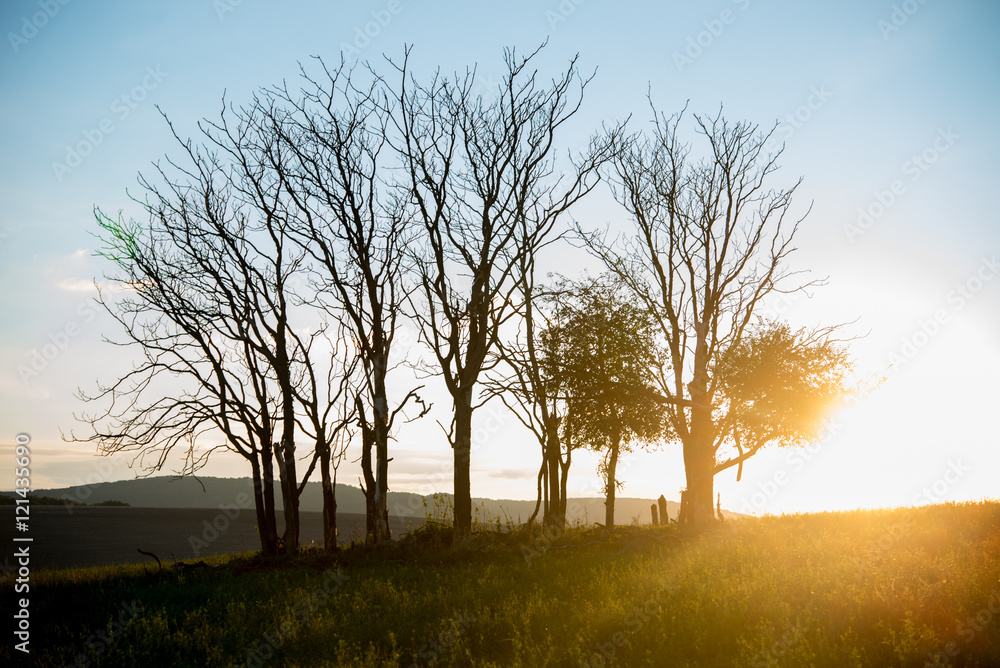 Fototapeta premium Trees alone in sunset - beautiful nature