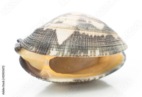Fotografie, Tablou live clams isolated on white