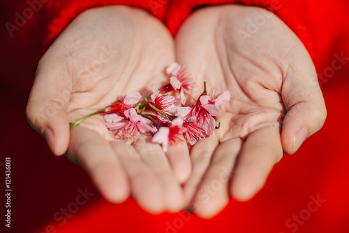 sakura flower or cherry blossom on the hand.