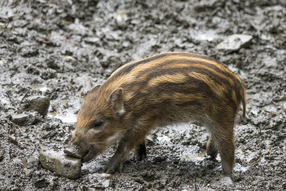 Ein Wildschwein-Frischling auf Futtersuche Ein Wildschwein-Frischling auf Futtersuche