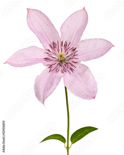 Bright flower clematis, photographed close-up. Isolated on white