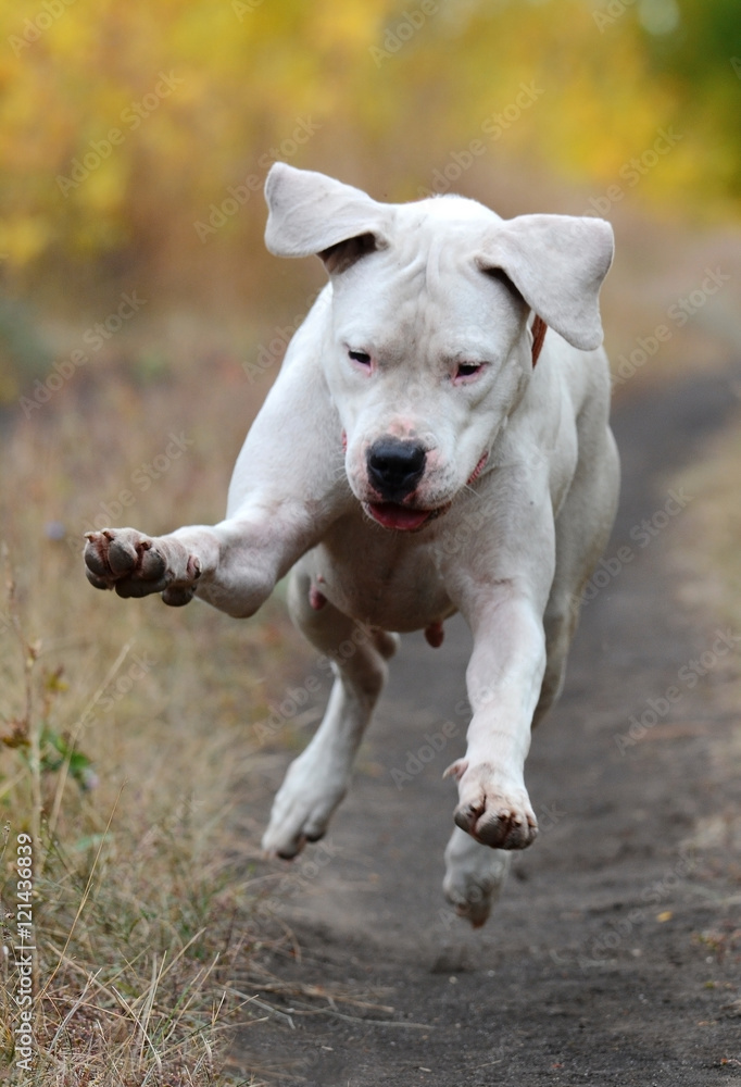 Funny white dogo Argentino jumps in the autumn forest Funny white dogo Argentino jumps in the autumn forest