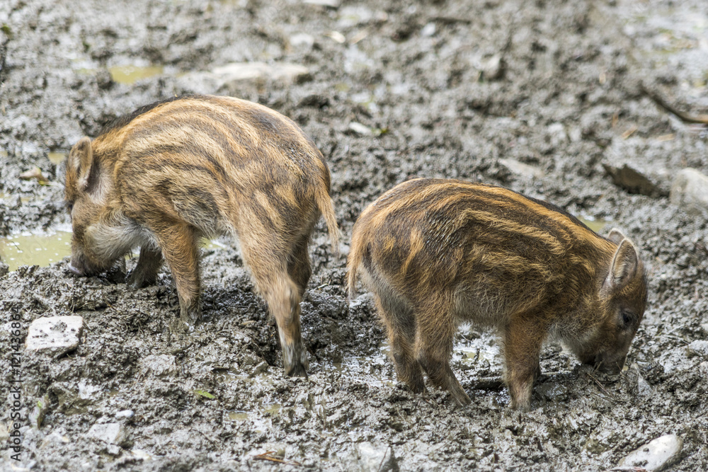 Zwei Wildschwein-Frischlinge auf Futtersuche Zwei Wildschwein-Frischlinge auf Futtersuche