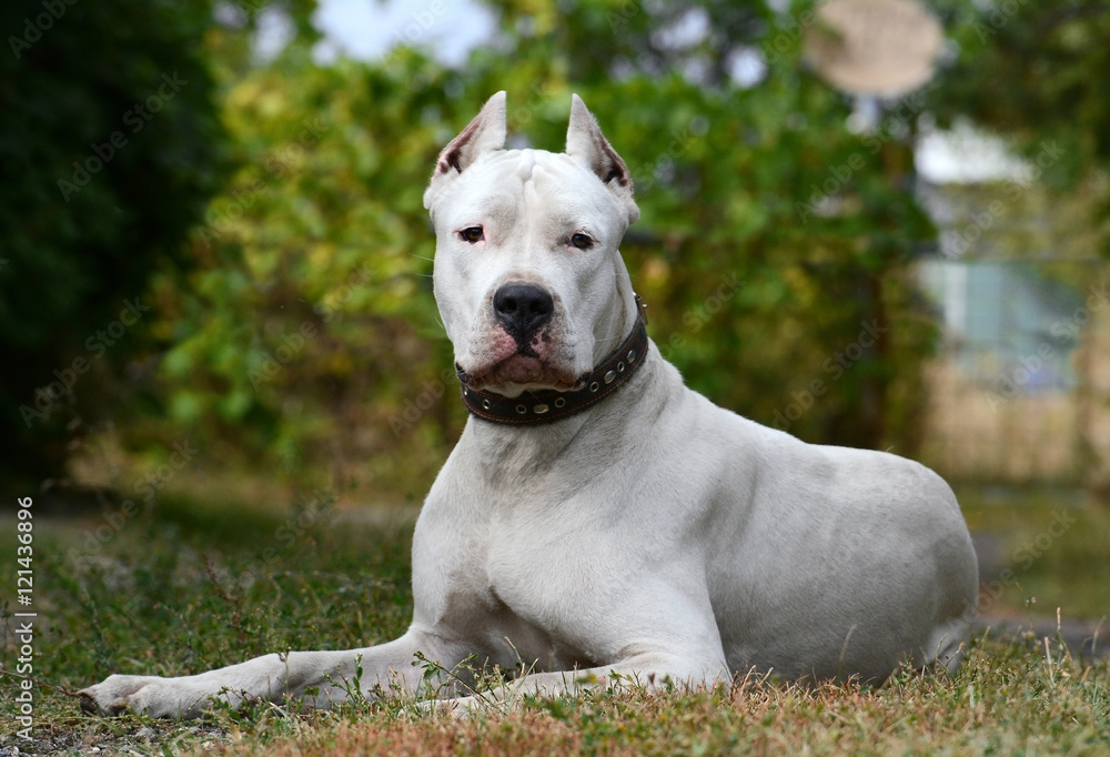 Dogo Argentino lying in the grass