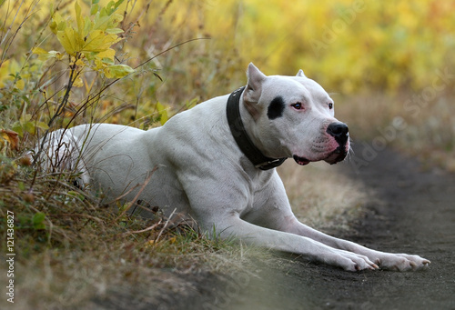 Obraz na płótnie Dogo Argentino lying in the autumn forest w salonie