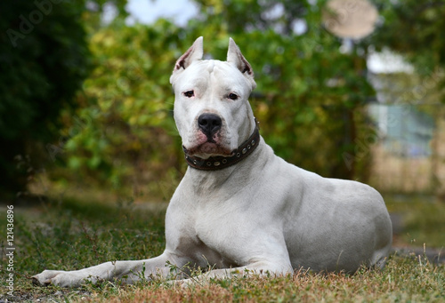 Obraz na płótnie Dogo Argentino lying in the grass w salonie