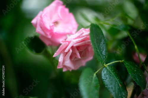 Rose in rosa