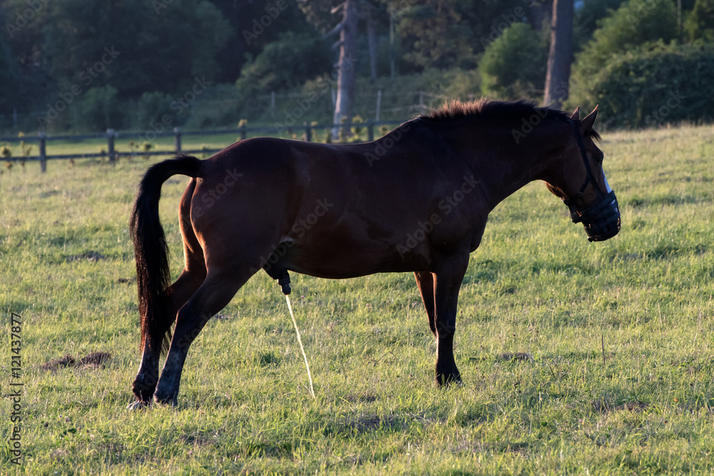 Horse urinating Stock Photo Adobe Stock