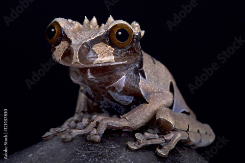 spiny-headed tree frog, Anotheca spinosa photo