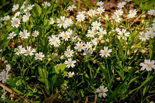 white flowers meadow chickweed