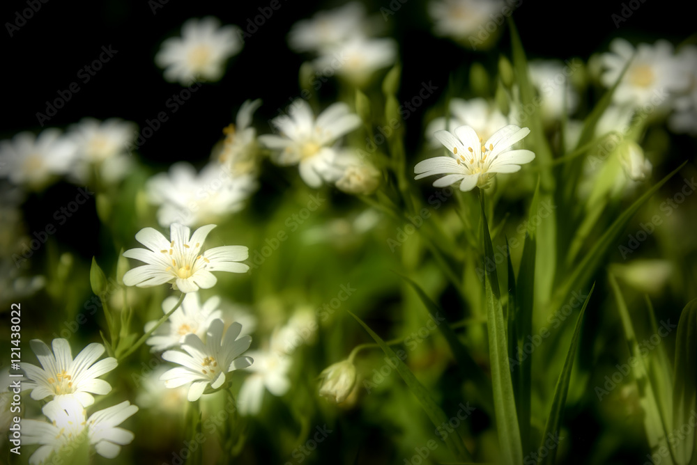 white flowers meadow chickweed white flowers meadow chickweed