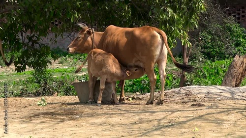 The calf sucking the milk of the cow