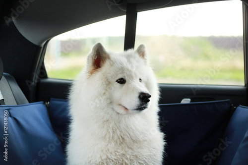 dog in hammock in car