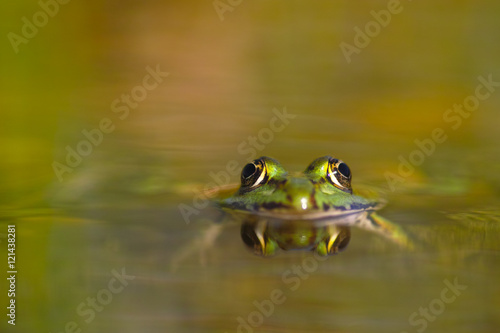 Grass frog reflection