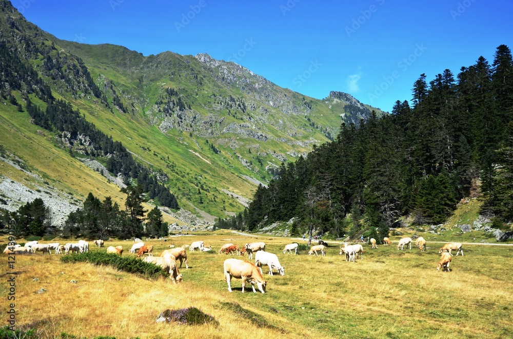 Marcadau 2016, Troupeau et randonneurs dans les Pyrénées 