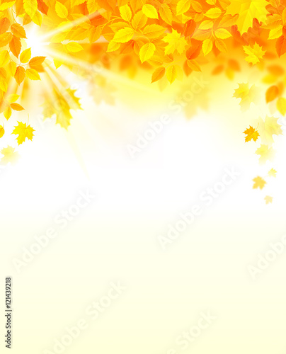 autumn decoration color yellow, red, composition with maple leaves