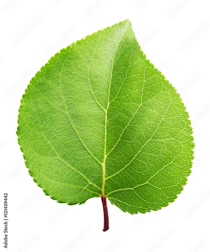 Fototapeta premium Apricot green leaf isolated on white background