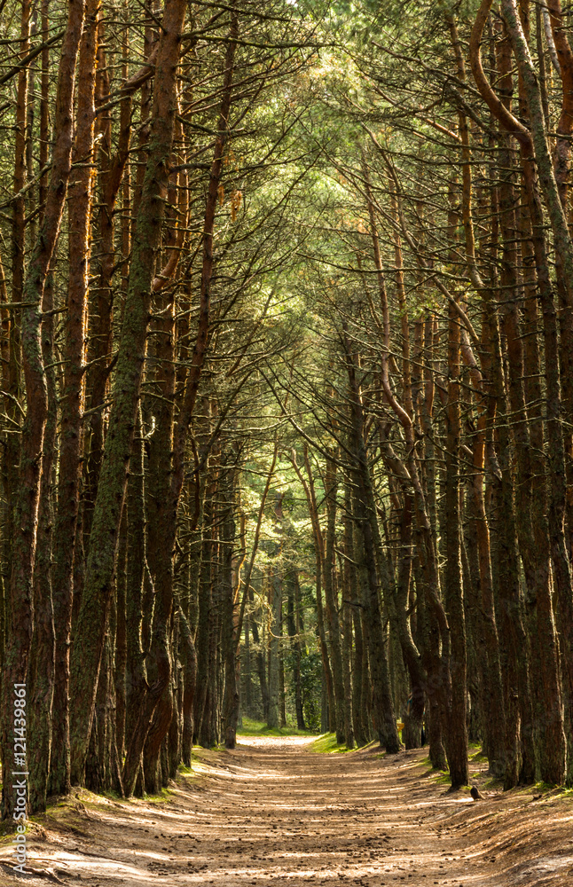 Fototapeta premium Alley in the forest
