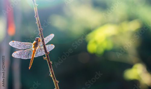 blackgound nature photo