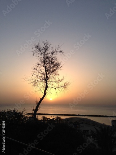 Sunset  tree  Israel