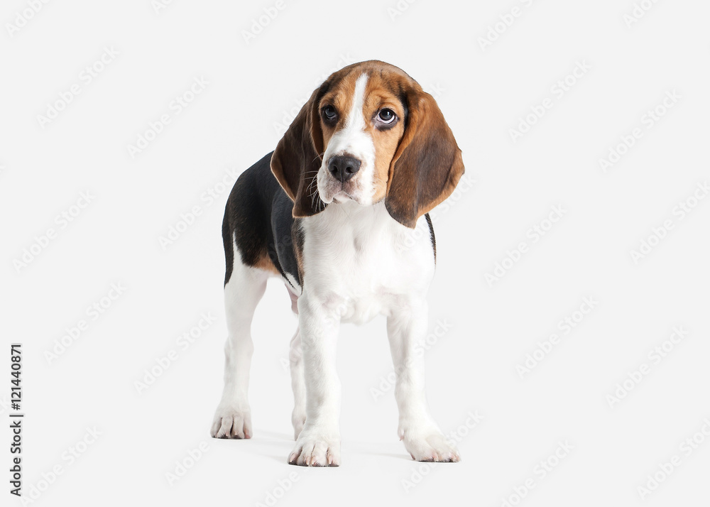 Dog. Beagle puppy portrait on a white background