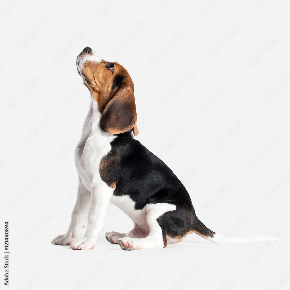 Dog. Beagle puppy portrait on a white background Dog. Beagle puppy portrait on a white background