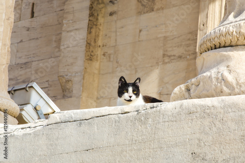 stray cat in the Acropolis lies near the ancient columns