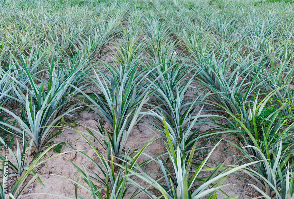 Pineapple plants on pineapples field Pineapple plants on pineapples field