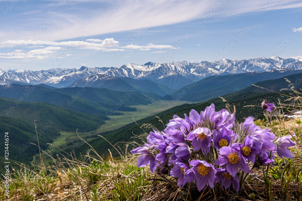 Fototapeta premium flowers mountain snow background snowdrops