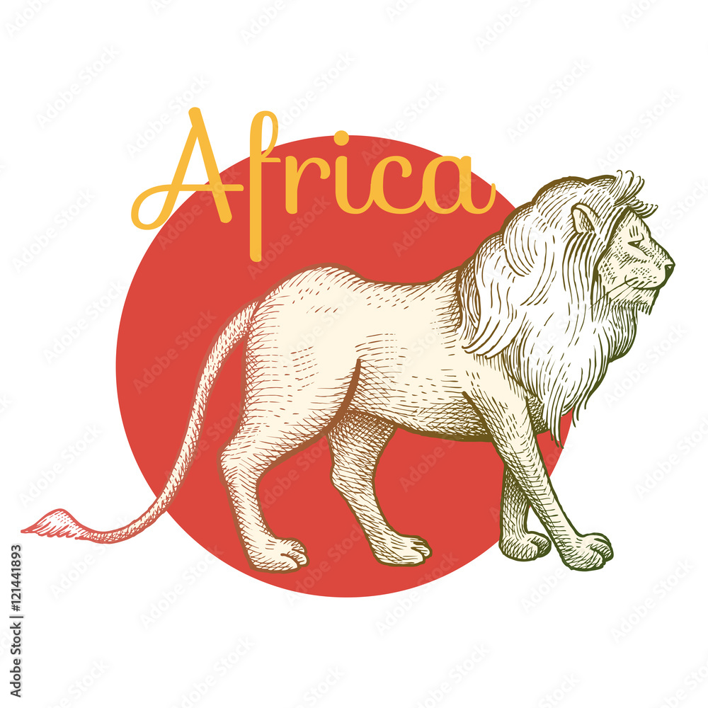 Fototapeta premium African Lion animal.