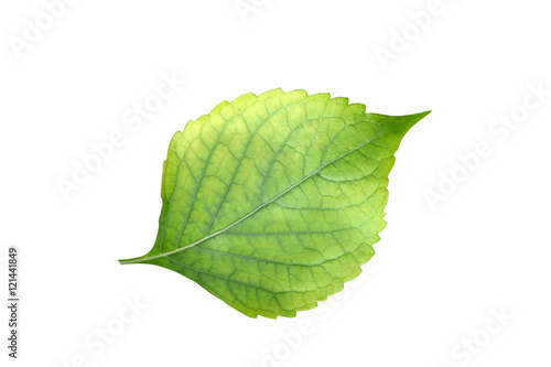 Caraway leaf isolated on white background photo