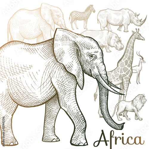 Fototapeta Naklejka Na Ścianę i Meble -  Illustration of African animals.