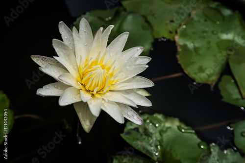 Beautiful white blossom lotus flower with droplets after heavy rain, low key images background