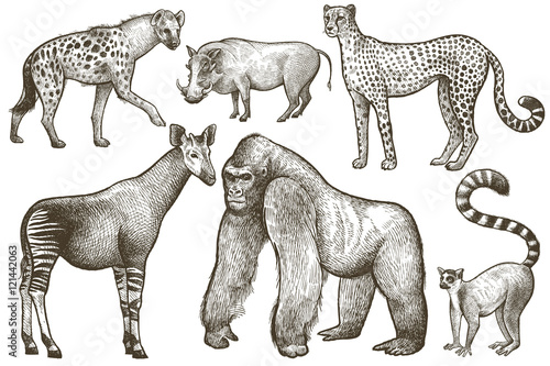 African animals hyena, okapi, cheetah, gorilla, warthog, lemur.