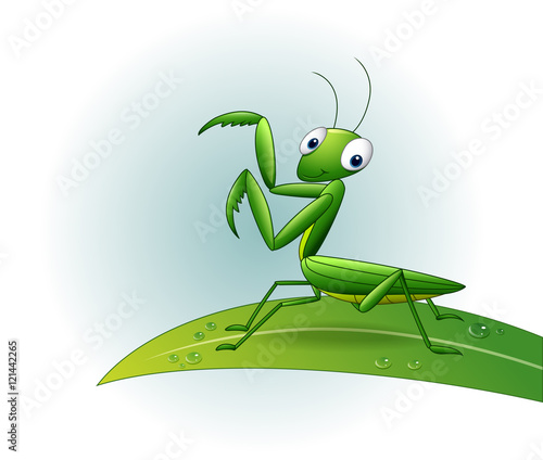 Cartoon praying mantis on leaf