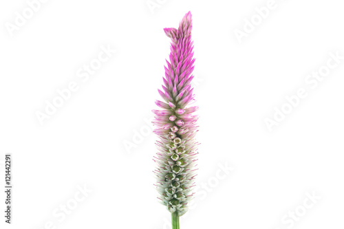 A bouquet of pink cockscomb flower isolate on white  background
