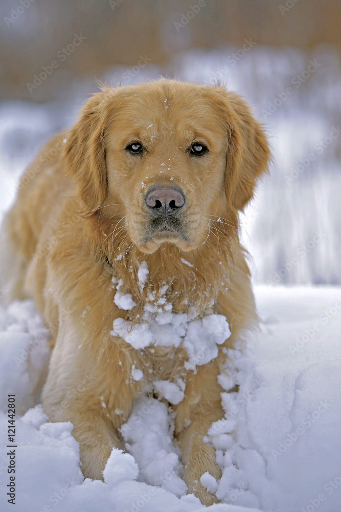 Golden Retriever sitting, playing in snow