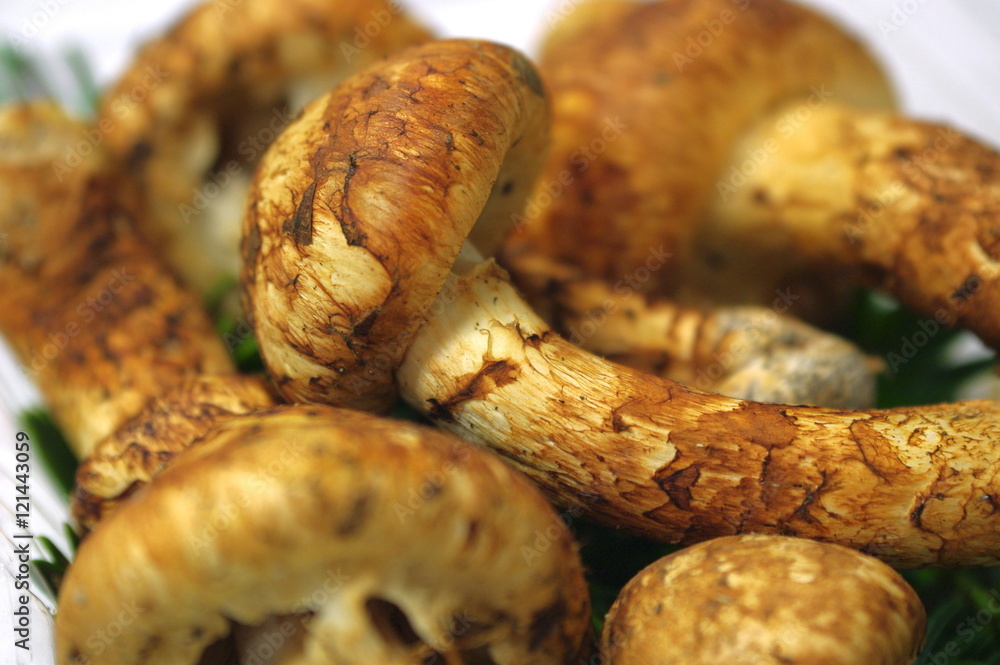 マツタケ T. bakamatsutake, wild edible mushroom マツタケ T. bakamatsutake, wild edible mushroom