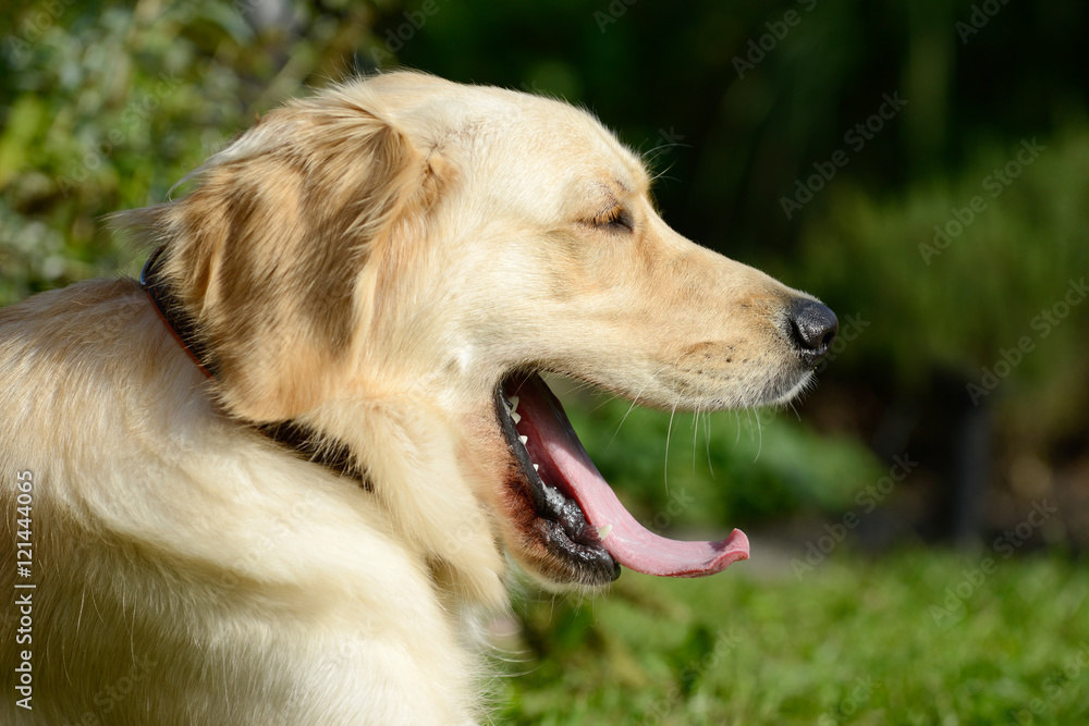 dog golden retriever yawning in the nature