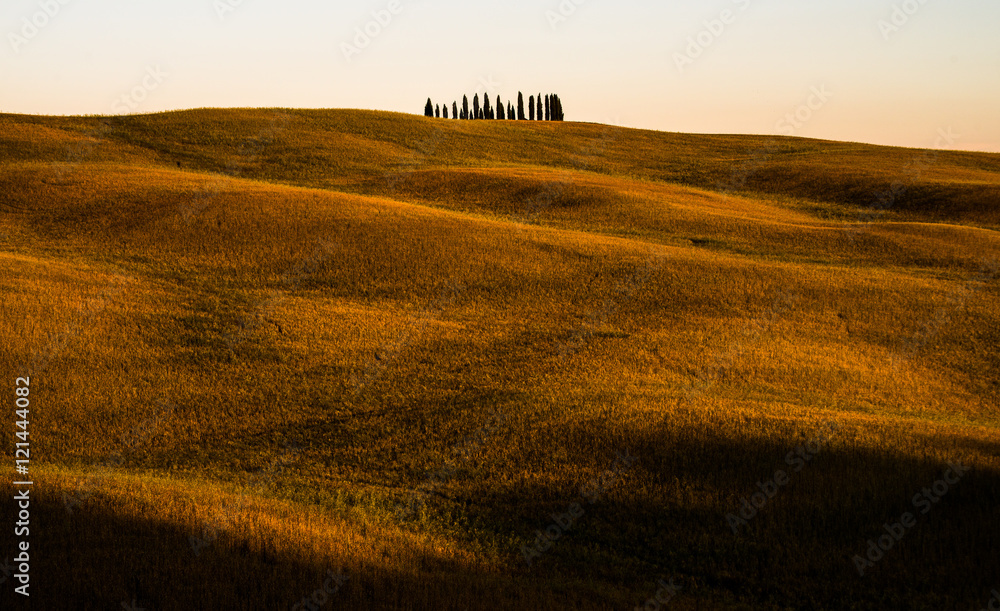 Obraz premium Famous Cypress grove of Tuscany, Italy. San Quirico d'Orcia. Rolling hills and landscape in Tuscany.