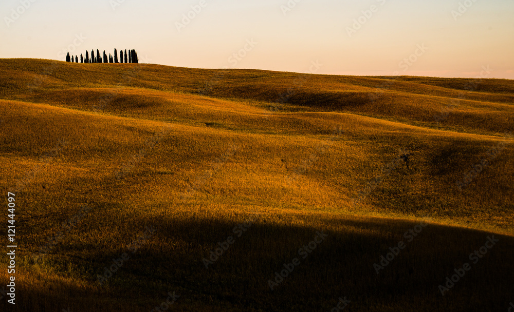 Famous Cypress grove of Tuscany, Italy. San Quirico d'Orcia. Rolling hills and landscape in Tuscany.