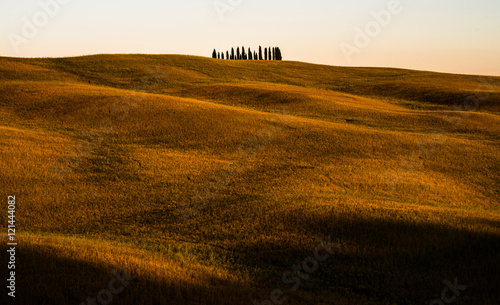 Famous Cypress grove of Tuscany, Italy. San Quirico d'Orcia. Rolling hills and landscape in Tuscany.