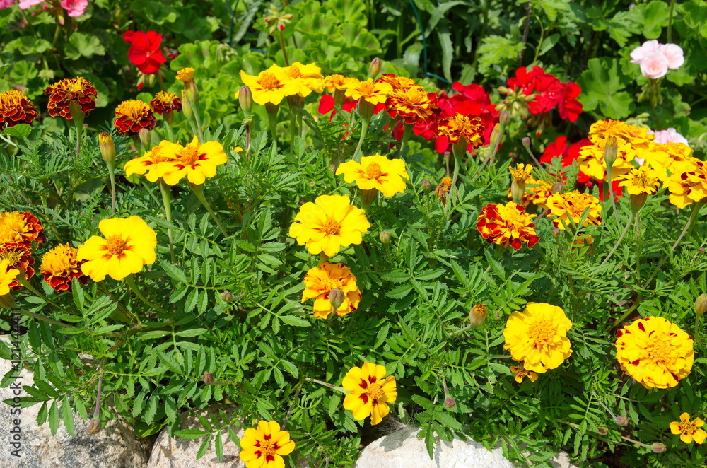 Marigold (lat. Tagetes) in the flowerbed in the garden