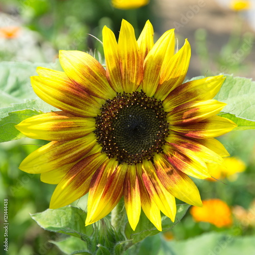 Fototapeta Naklejka Na Ścianę i Meble -  Decorative sunflower closeup