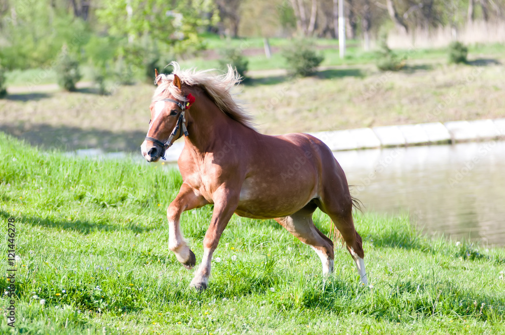 Horse running portrait outdoor Horse running portrait outdoor