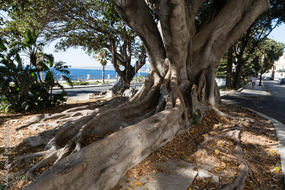 The roots of a large ancient tree.
