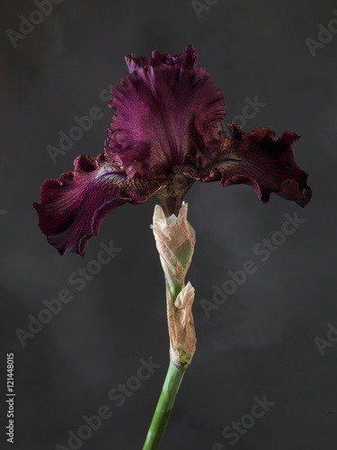 Fototapeta Naklejka Na Ścianę i Meble -  Studio shot of marsala color Iris flower on a dark background.