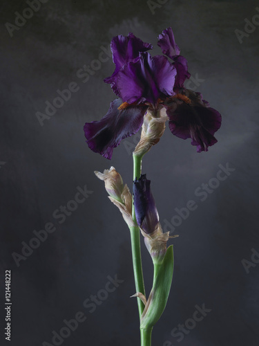 Fototapeta Naklejka Na Ścianę i Meble -  Studio shot of violet color Iris flower on a dark background.